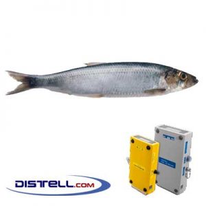 Distell-Fish-Fat-and-Freshness-Meter-Testers-Calibration-Images--Atlantic-North-Sea-Herring-(Clupea-harengus)