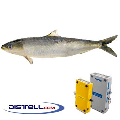 Distell-Fish-Fat-and-Freshness-Meter-Testers-Calibration-Images--Atlantic--North-Sea-Sardine-(Sardina-pilchardus)