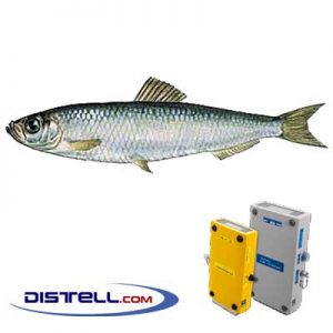 Distell-Fish-Fat-and-Freshness-Meter-Testers-Calibration-Images--Atlantic-North-Sea-Sprat-(Sprattus-sprattus)