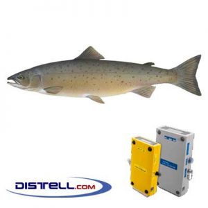Distell-Fish-Fat-and-Freshness-Meter-Testers-Calibration-Images--Atlantic-Salmon-(Salmo-salar)