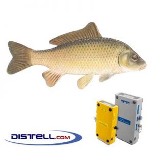 Distell-Fish-Fat-and-Freshness-Meter-Testers-Calibration-Images--Common-Carp-(Cyprinus-carpio)