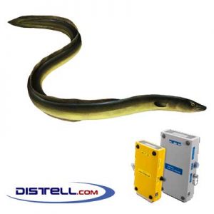 Distell-Fish-Fat-and-Freshness-Meter-Testers-Calibration-Images--European-Eel-(Anguilla-anguilla)