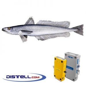 Distell-Fish-Fat-and-Freshness-Meter-Testers-Calibration-Images--European-Hake-(Merluccius-merluccius)