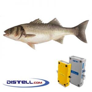 Distell-Fish-Fat-and-Freshness-Meter-Testers-Calibration-Images--European-Seabass-(Dicentrarchus-labrax)