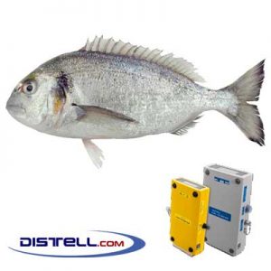 Distell-Fish-Fat-and-Freshness-Meter-Testers-Calibration-Images--Gilt-head-Bream-(Sparus-aurata)