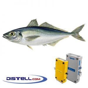 Distell-Fish-Fat-and-Freshness-Meter-Testers-Calibration-Images--Horse-Mackerel-(Trachurus-trachurus)