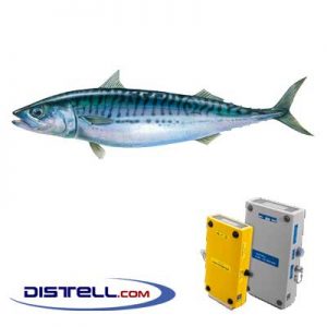 Distell-Fish-Fat-and-Freshness-Meter-Testers-Calibration-Images--Mackerel-–-Blue-Mackerel-(Scomber-Scrombus)