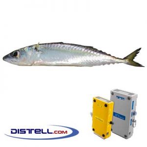 Distell-Fish-Fat-and-Freshness-Meter-Testers-Calibration-Images--Mackerel-–-Chub-Mackerel-(Scomber-japonicus)