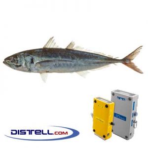 Distell-Fish-Fat-and-Freshness-Meter-Testers-Calibration-Images--Mackerel-–-Jack-Mackerel-(Trachurus-Murphyi)