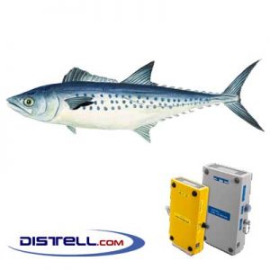 Distell-Fish-Fat-and-Freshness-Meter-Testers-Calibration-Images--Mackerel-–-West-African-(Scomberomorus-tritor)