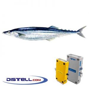 Distell-Fish-Fat-and-Freshness-Meter-Testers-Calibration-Images--Pacific-Saury-(Cololabis-saira)
