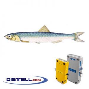 Distell-Fish-Fat-and-Freshness-Meter-Testers-Calibration-Images--South-African-Anchovy-(Engraulis-capensis)