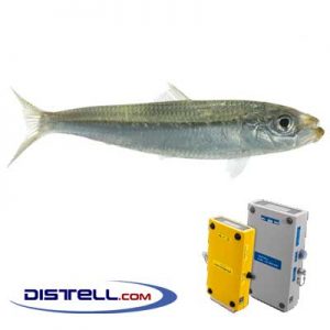 Distell-Fish-Fat-and-Freshness-Meter-Testers-Calibration-Images--Spanish-Sardine-(Sardinella-Aurita)